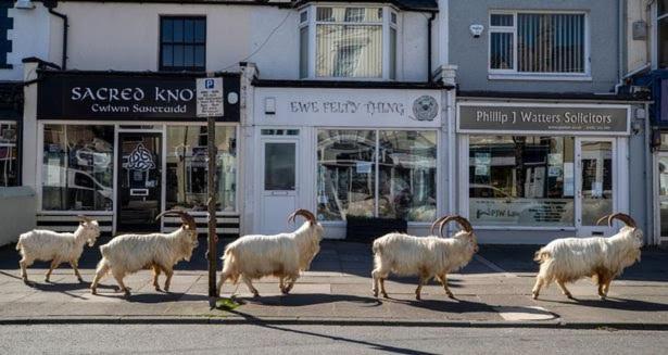 Conwy Pen Cefn Farm Holiday Абергеле Экстерьер фото